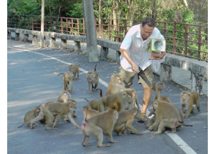 2018–05-16 猴群扰民普吉市拟流放孤岛